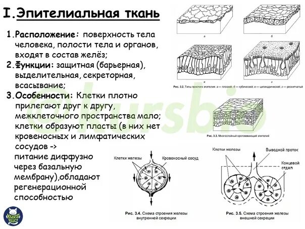 Эпителиальное строение функции. Эпителиальная ткань строение и функции. Особенности эпителиальной ткани таблица. Особенности строения эпителиальной ткани. Особенности строения эпителия.