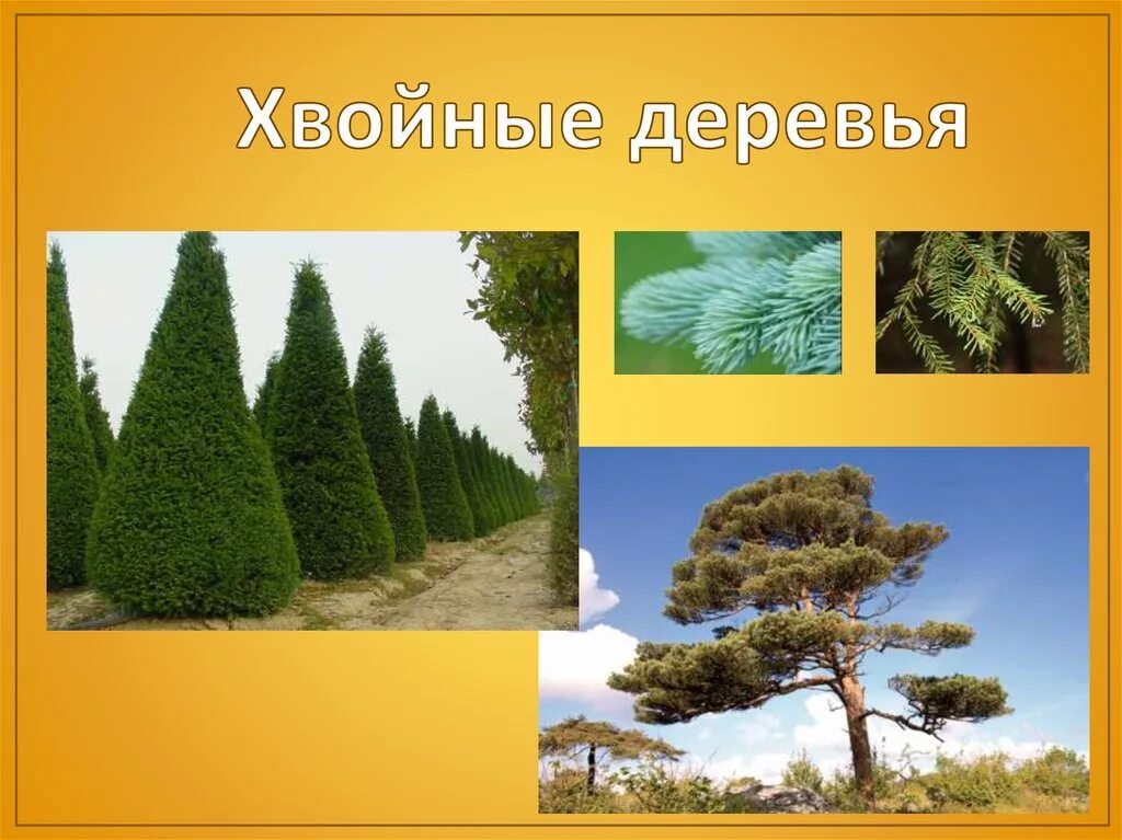 Конспект хвойные. Хвойные деревья. Хвойные и лиственные деревья названия. Хвойные деревья для детей. Хвойные деревья России.