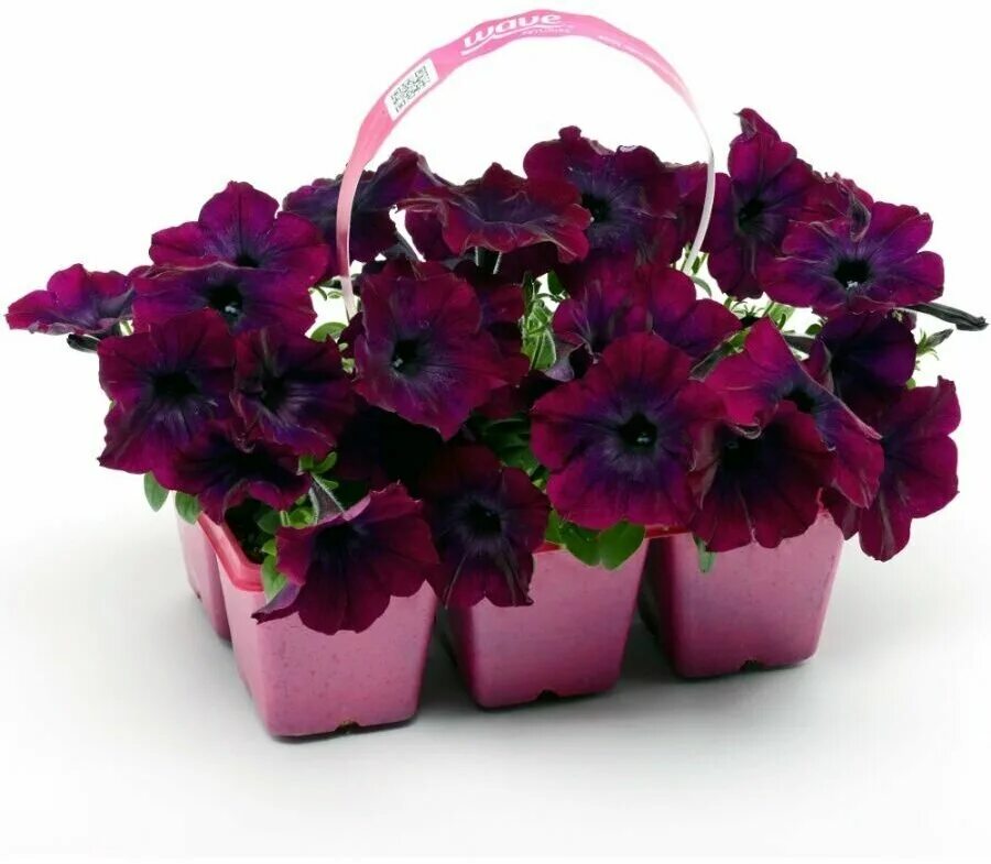 петуния ампельная изи вейв бургунди. петуния ампельная шок вейв дип парпл. петуния "изи вэйв" бургунди велюр f1 каскадно-ампельная бургунди. петуния суперкаскадная бургунди. семена поиск профи петуния ампельная изи вейв бургунди велюр f1 5 шт.