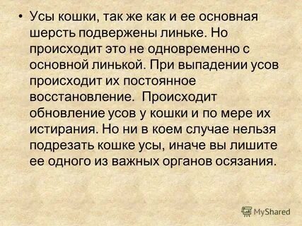 Почему у кошки ломаются усы