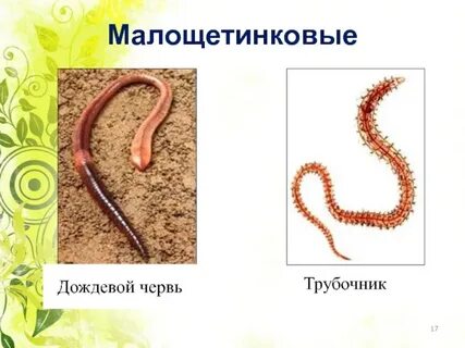 Представители малощетинковых