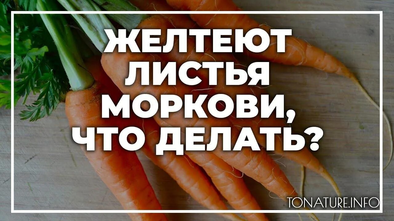 Морковь желтеет что делать