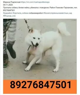 Собака в йошкар оле