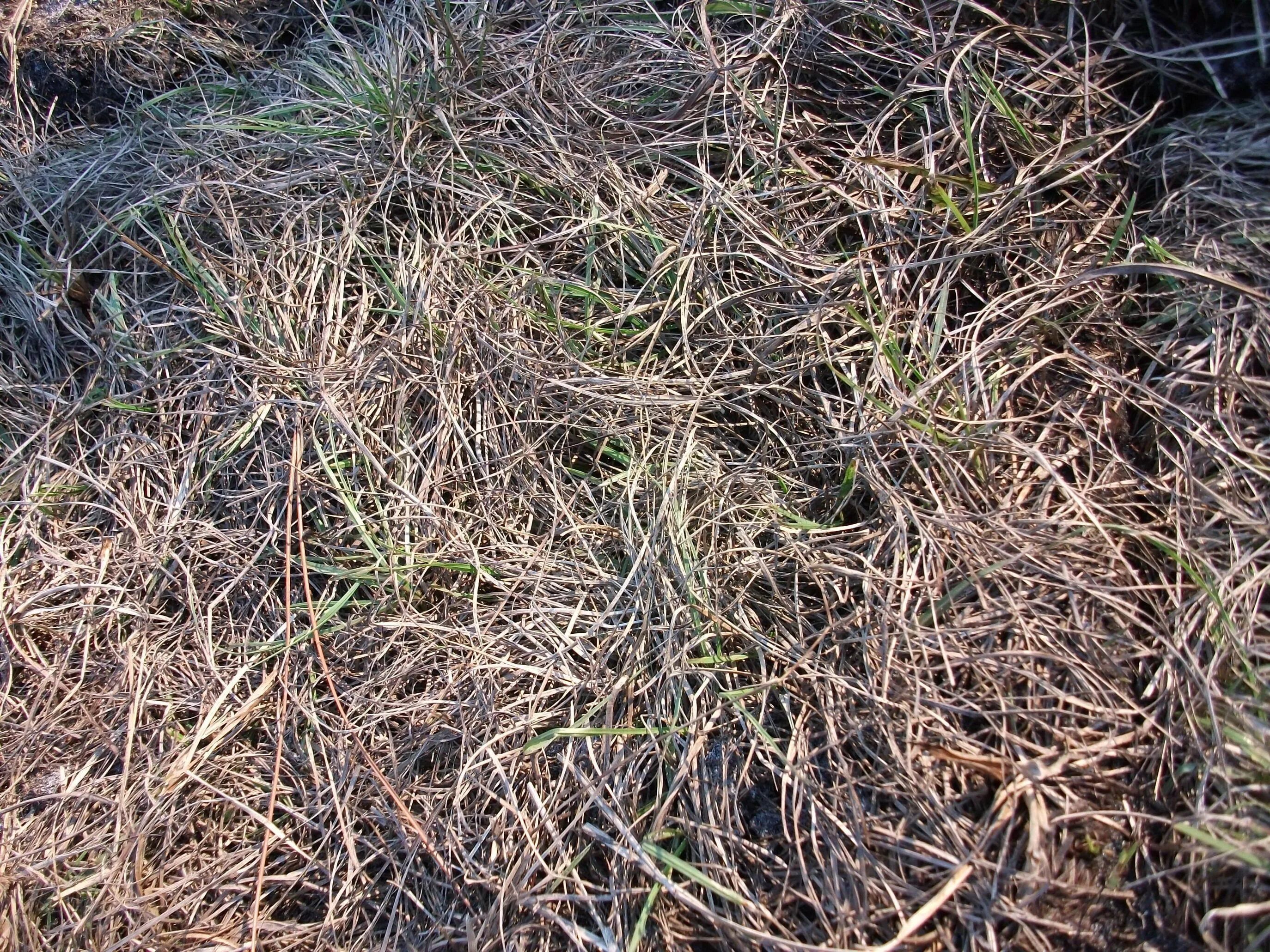 Long ground. Трава фон. Long ground. Long ground. Газон текстура.