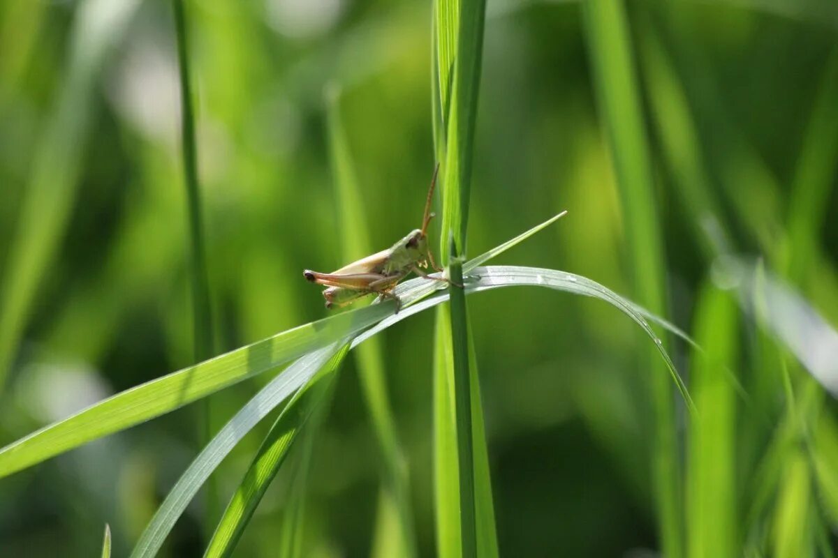 В траве трещат кузнечики скрипит жук. Кузнечик Луговой. Насекомые в траве. Кузнечик в траве. Кузнечик в природе.