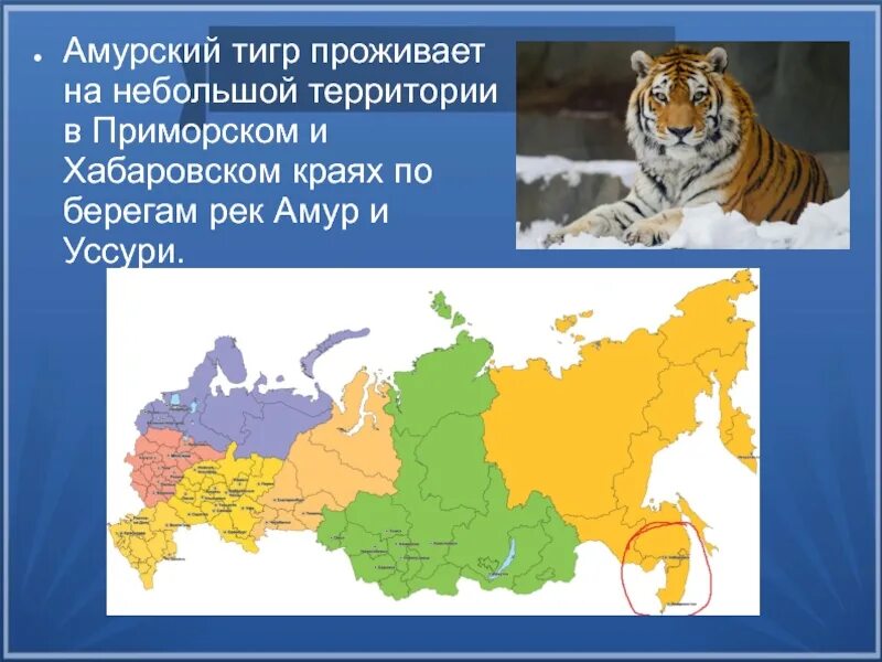 Амурский тигр место обитания в России. Где обитают Амурские тигры в России на карте. Место обитания Амурского тигра на карте России. Уссурийский тигр среда обитания в России. Карта амурский тигр