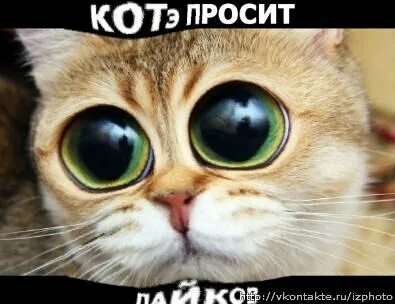 Коту 19 лет