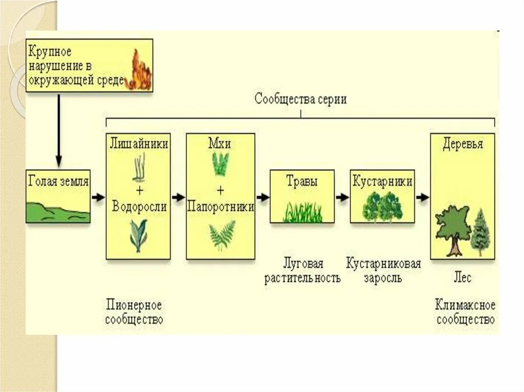 Вторичная сукцессия схема. Типы экологических сукцессий. Фазы сукцессии схема. Первичная сукцессия схема. Схема изменений происходящих.