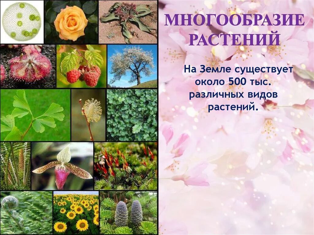 Открытое многообразие. Разнообразие растений. Растение и их разнообразие. Мир растений разнообразие растений. Разнообразие видов растений.