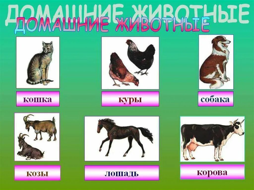 Какой труд животных. Презентация домашние животные. слайды про домашних животных. презентация про домашних животных. дикие и домашние животные презентация.
