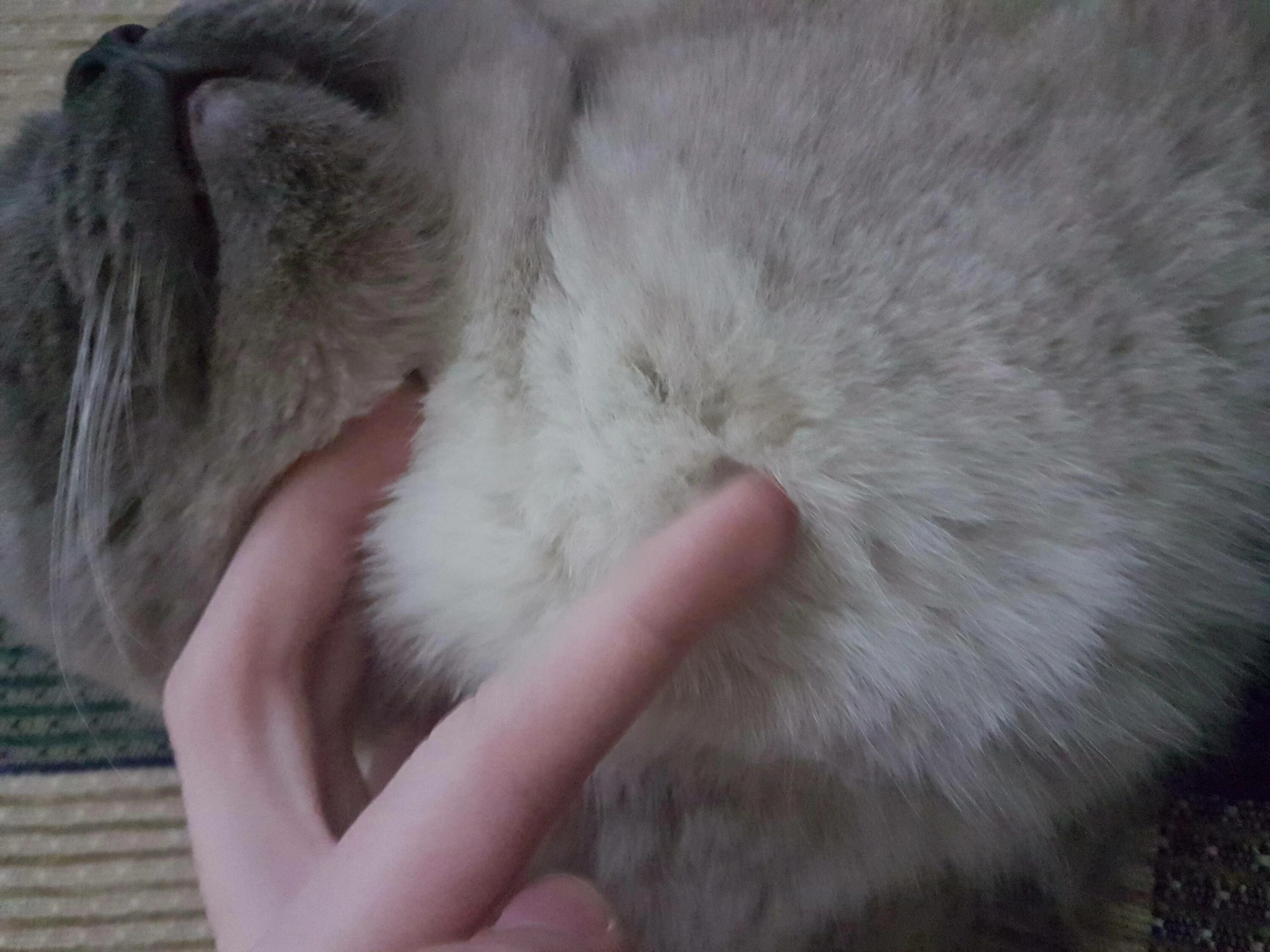 У кошки выпадает шерсть что делать. У кота выдран клок шерсти. у котенка шелушится кожа. у кота выпадает шерсть клочками.