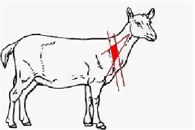 Как колоть коз. Укол козе внутримышечно. Укол внутримышечно крупного рогатого скота схема. Введение подкожной инъекции коровы.