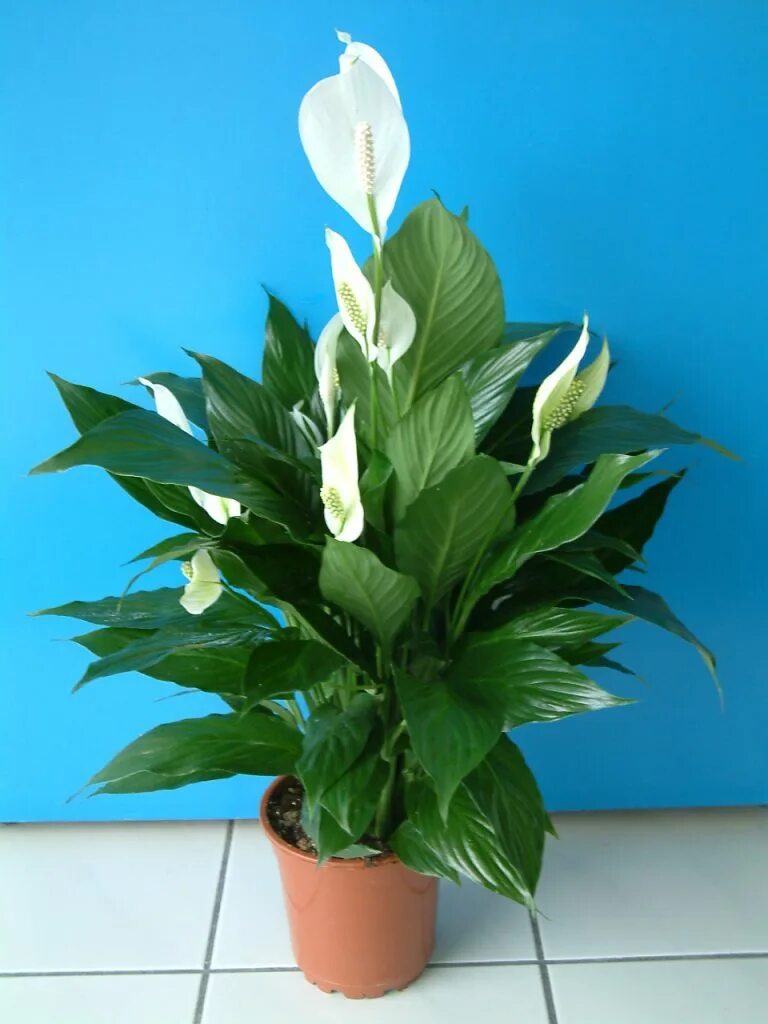 Спатифиллум картинки. Спатифиллум. Спатифиллум обильноцветущий Spathiphyllum floribundum. Спатифиллум геликониелистный. Спатифиллум Ларго.