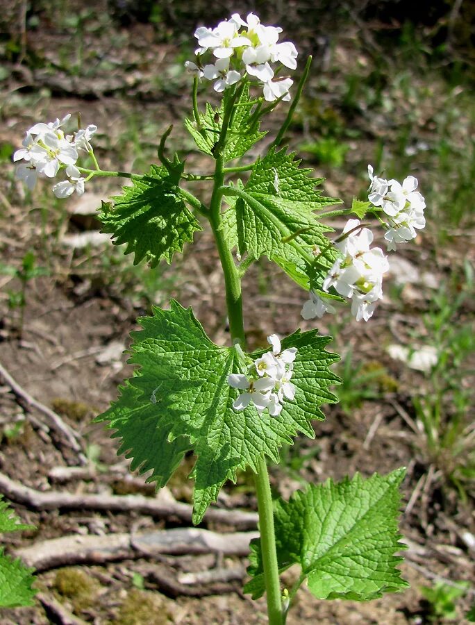 Чесночница черешковая Alliaria petiolata. Alliaria officinalis. Чесночник черешчатый. Чесночнтйс черещковвая.