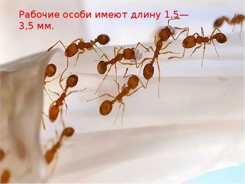 Фараоновые муравьи строение. Фараонов муравей строение. Рыжий фараоновый муравей. Фараоновые муравьи среда обитания.