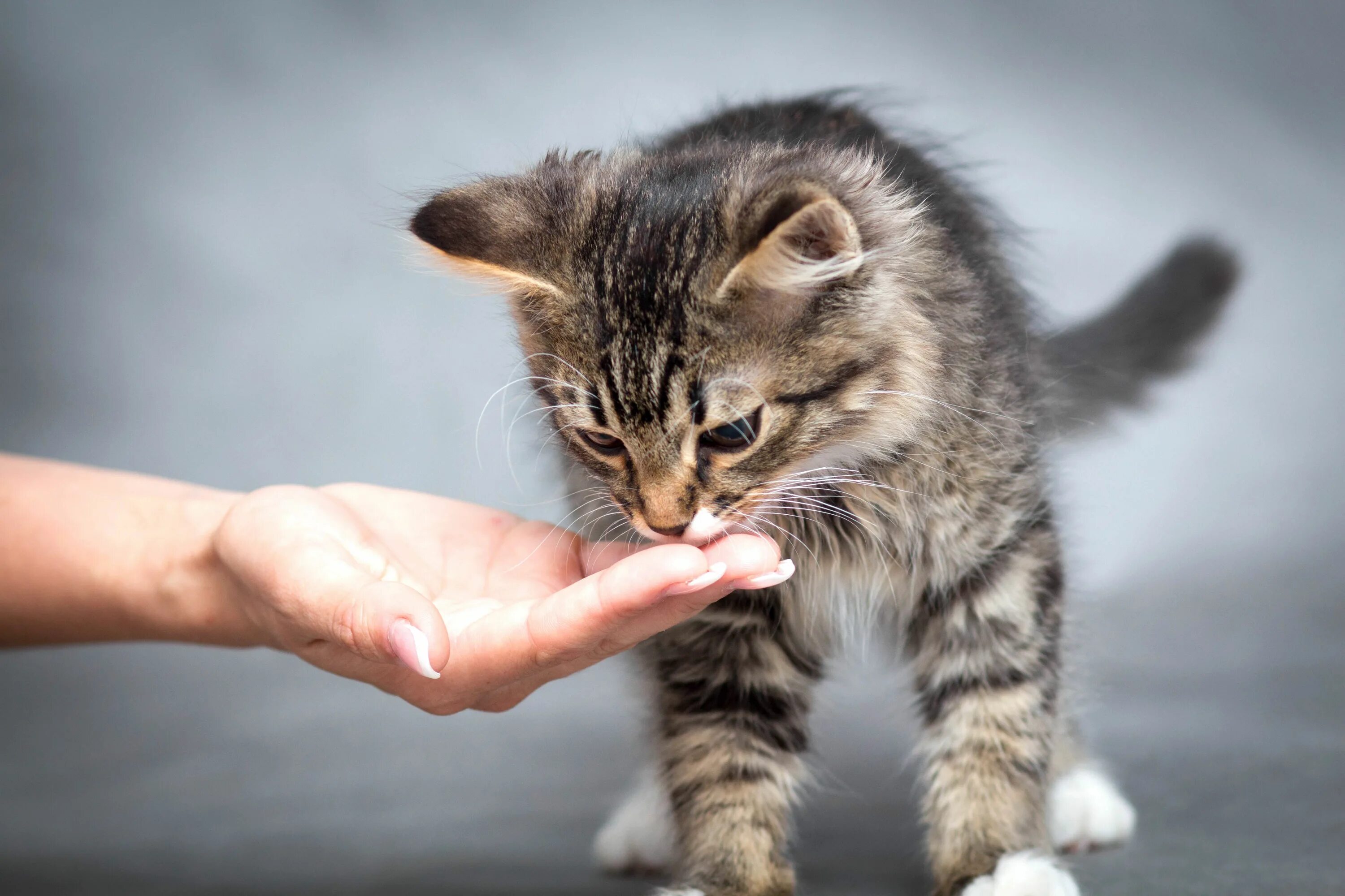 Помоги выбрать кота. Котенок на руках. Забота о котенке. Бездомный котенок на руках. Забота о животных картинки.