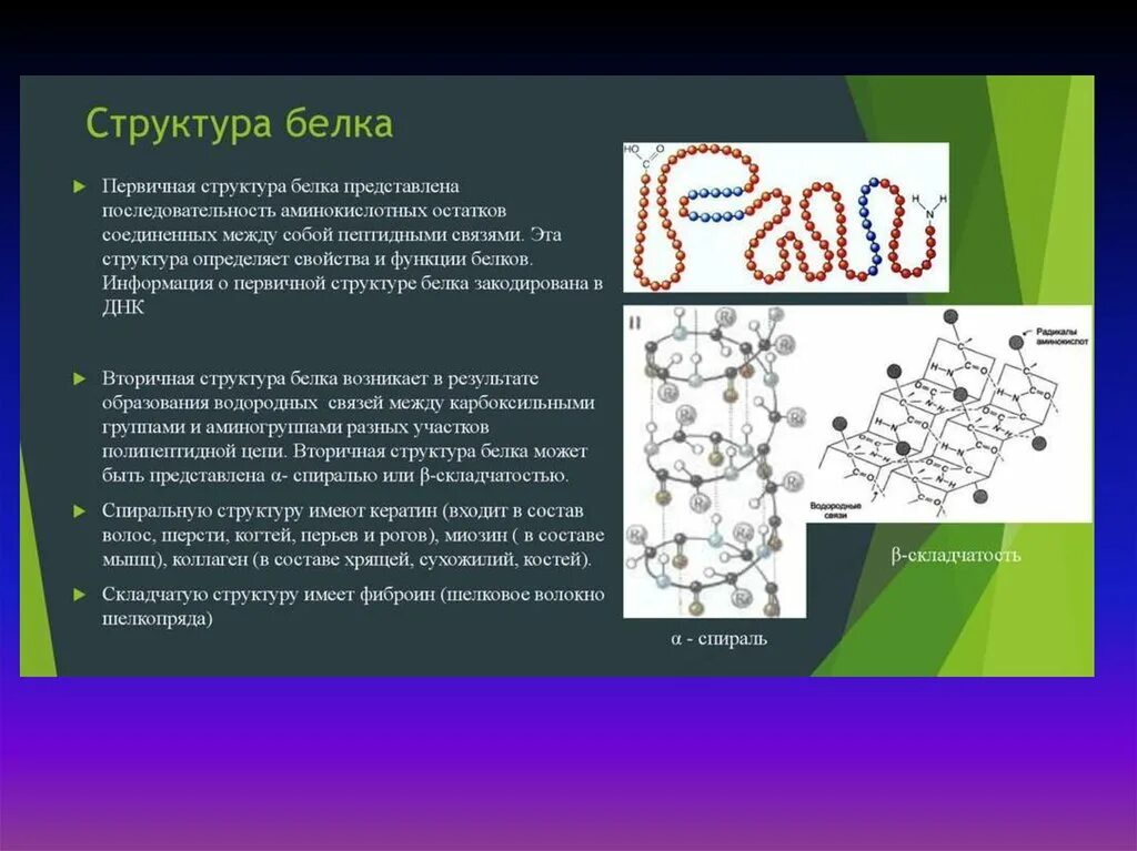 Биологическая роль и структура белка. Характеристика вторичной структуры белка. Белок первичная структура вторичная третичная. Первичная структура белка структура белка. Первичная структура белка строение и функции.