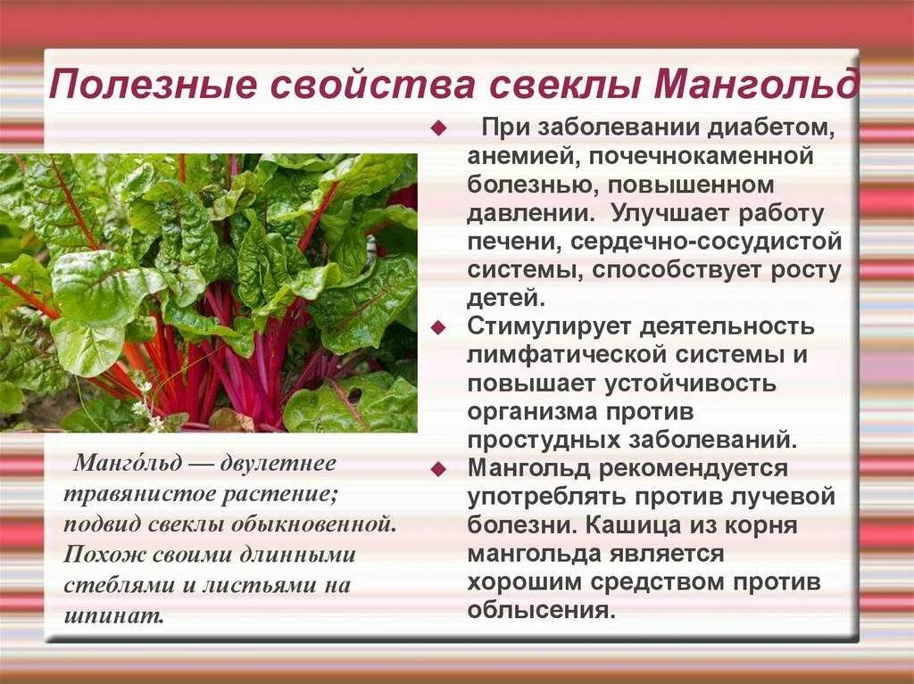 Листовая свекла мангольд. Ботва свеклы мангольд. Виды свеклы мангольд. Свекольная трава мангольд. Свекла польза и вред отзывы