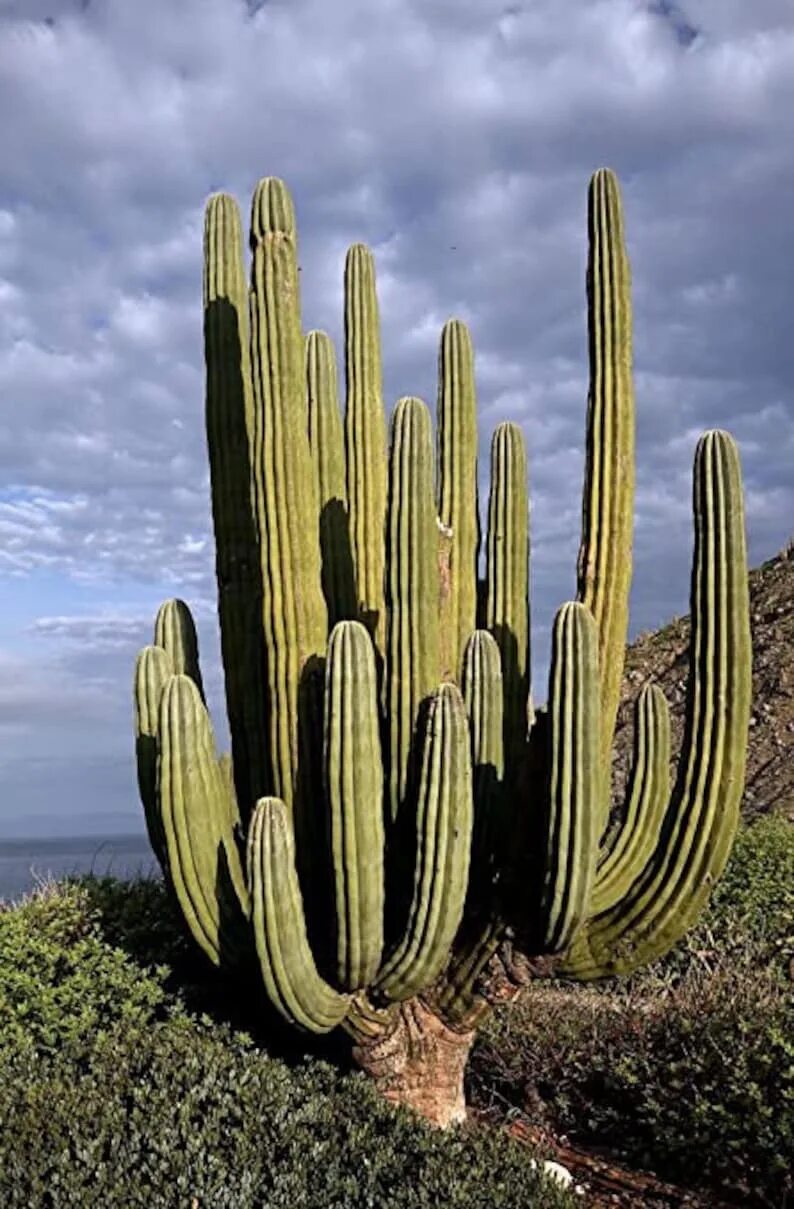 Mexican cactus. Пахицереус Кактус. Pachycereus pringlei. Пахицереус Прингла. Кактус цереус мексиканский.
