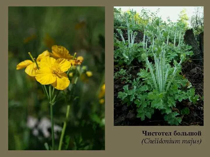 Chelidonium majus однолетнее. Чистотел большой Chelidonium majus. 43. Чистотел большой (Chelidonium majus. Чистотел плод.