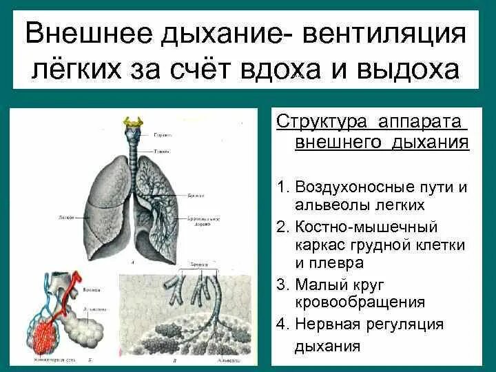 Процесс внутреннего дыхания. Параметры внешнего дыхания физиология. Внешнее дыхание механизм вдоха и выдоха физиология. Аппарат внешнего дыхания физиология. Внешнее легочное дыхание.
