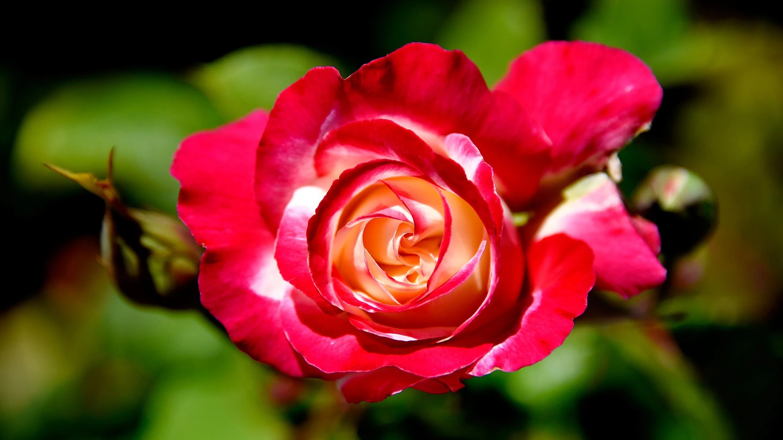 Роза корвет ало красный. Бутоны английской розы. Роза чайно-гибридная луи де фюнес оранжевая. Rose up. Розы обои macbook air.