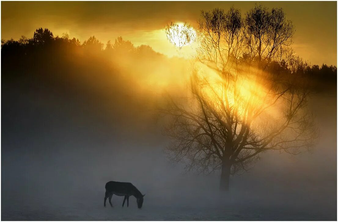 Стояло раннее утро солнце освещало. Лошадь в лучах солнца. Конь на закате. Лошадь в солнечных лучах. Лошади на закате.