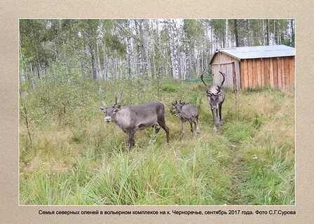 Семейство северный