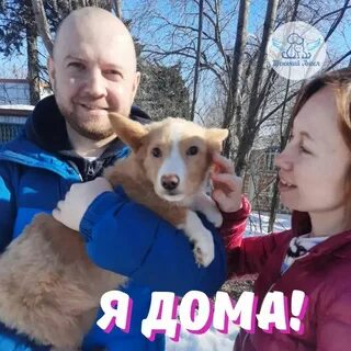 Адрес приюта щенячий ангел
