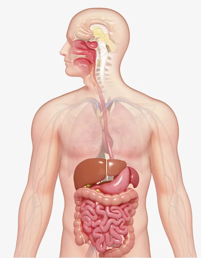 Рот пищевод кишечник. Пищеварительная система человека. Система ЖКТ человека. Пищеварительная система ЖКТ человека. Желудочно кишечный тракт это пищеварительная система.