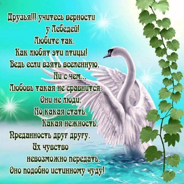 Стихи про верность. Стихотворение про верность и любовь. Красивые стихи о любви и верности. Стихи о лебединой верности и любви. Учитесь верности верности