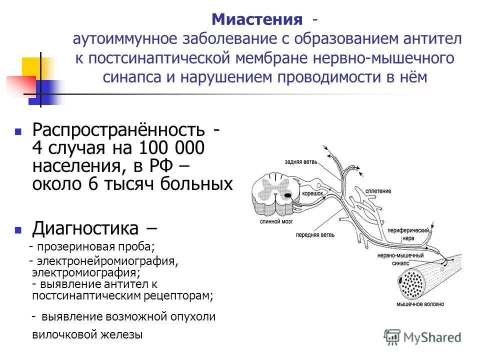 Передача возбуждения в нервно-мышечном синапсе. Нарушение синапса. Нейромедиаторы. Патология синаптической передачи. Патогенез миастении неврология.