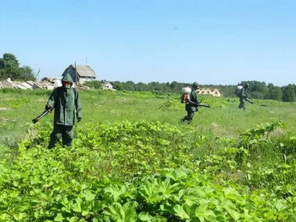 Борщевик на участке способы борьбы