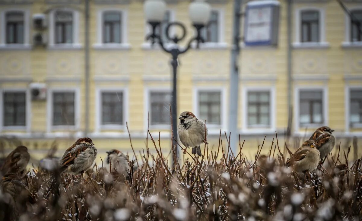 Птицы в городе. Воробьи в городе. Весенние городские птицы. Птицы на улице.