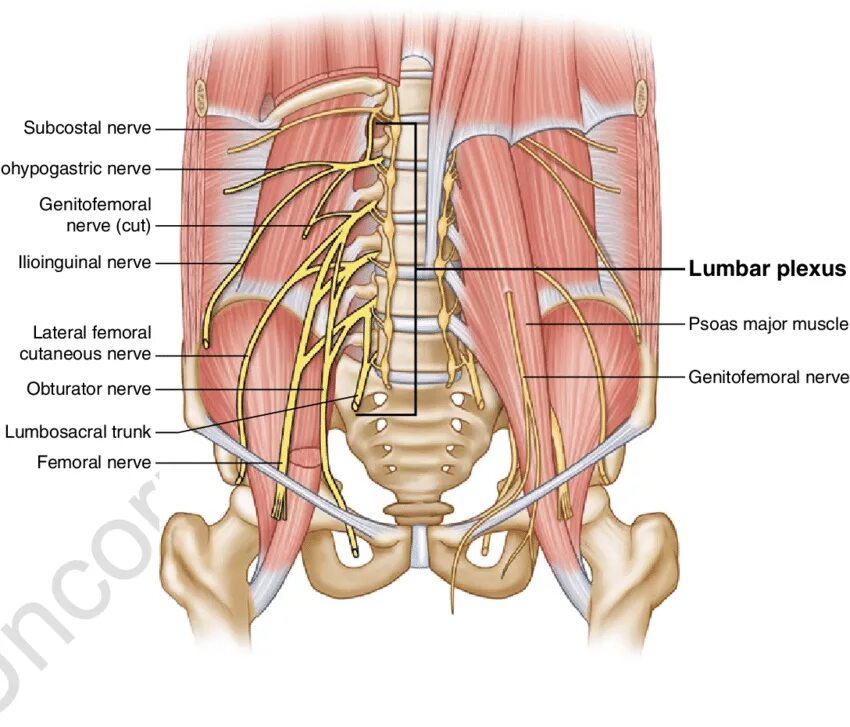 Запирательный нерв анатомия топография. Plexus lumbalis анатомия. Бедренно-половой нерв анатомия. Подвздошно подчревный нерв.