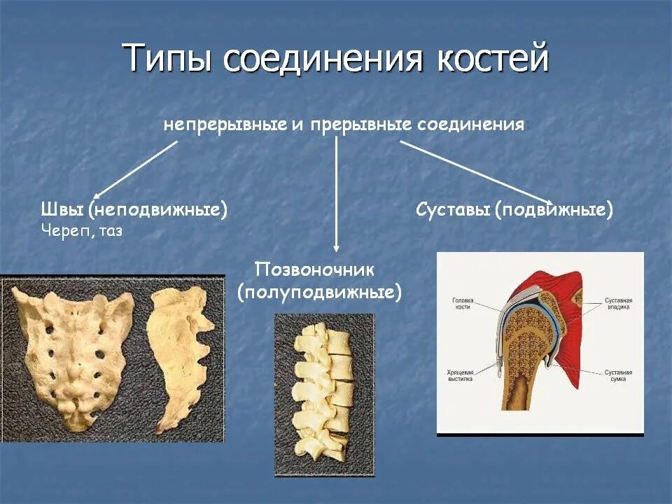 Способы соединения кости. Соединение полуподвижное костей позвонков. Кости позвоночника человека Тип соединения. Соединения костей подвижные и неподвижные полуподвижные таблица. Биология 8 кл.соединение костей.