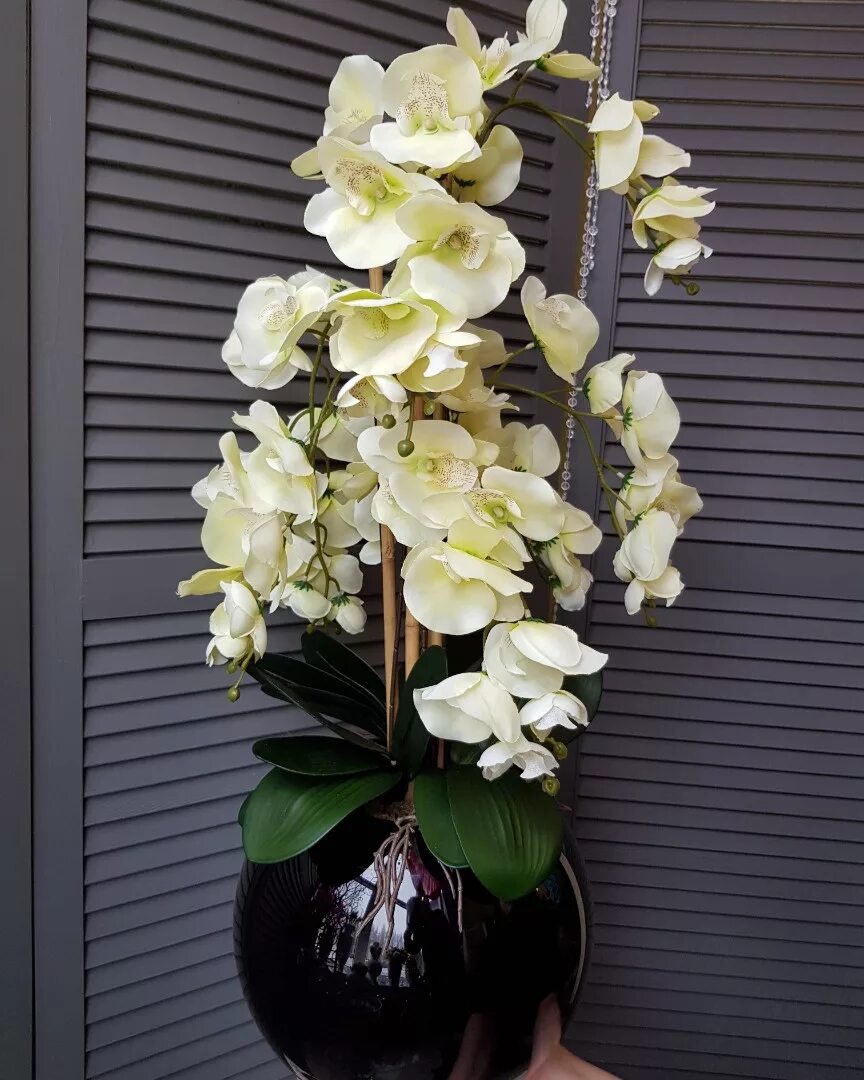 Орхидея купить в туле. Фаленопсис Giotto. Орхидея Дифужен. Орхидея «большая белая цапля» (Habenaria Radiata). Композиция из искусственных орхидей.