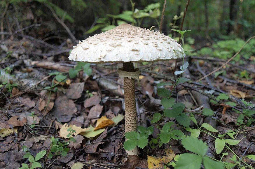Macrolepiota procera – гриб зонтик высокий. фото ядовитых зонтиков. лепиота луговая. гриб зонтик поганка. хлорофиллум бурый.