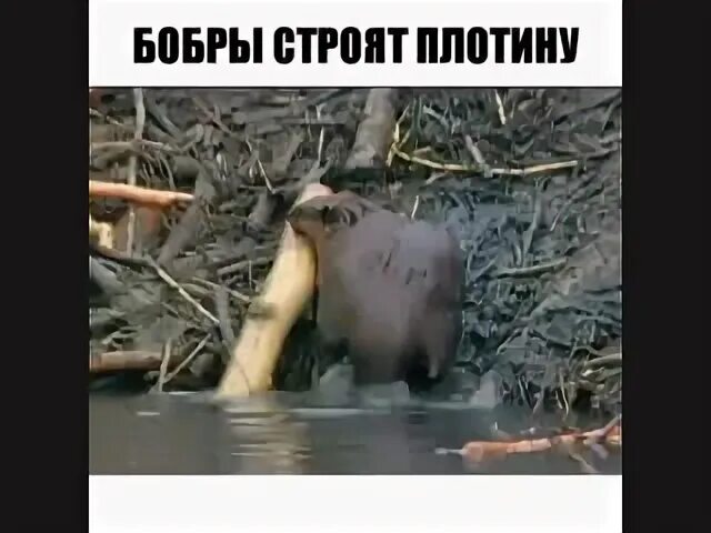 Почему бобра