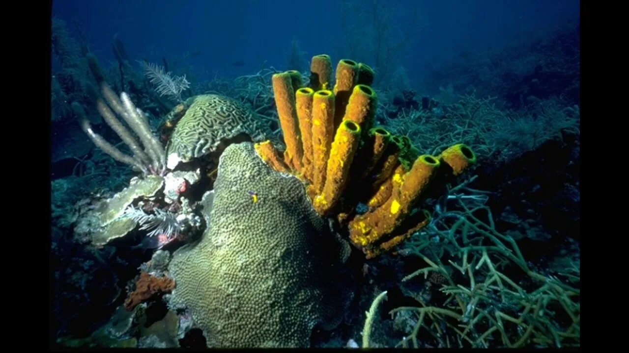 Первые живые организмы использовали. Древние живые организмы. Первые живые существа на земле. Исчезновение живых организмов. Самые маленькие и самые примитивные живые существа в океане.
