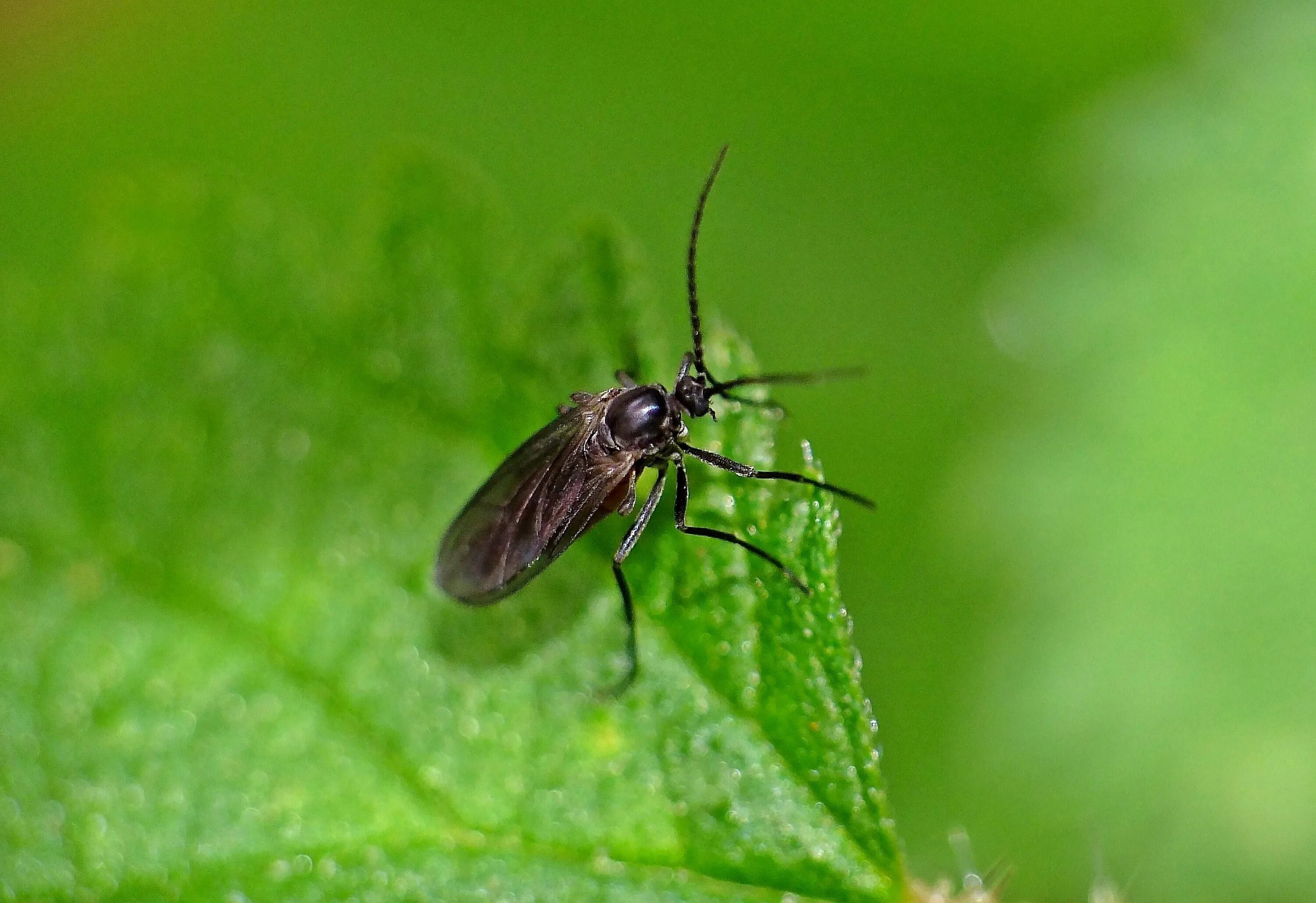 двукрылые бабочки. черное крылатое насекомое. как называются летающие насекомые. крылатые насекомые крыма. насекомое похожее на стрекозу.