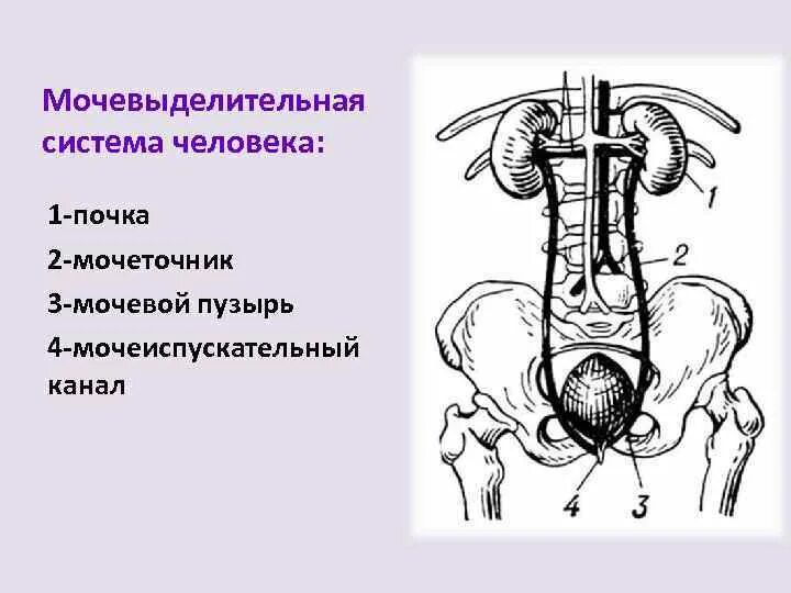 Мужской и женский мочеиспускательные каналы. Мочевыделительная система мочевой пузырь. Схема строения выделительной системы. Схема строения мочевыделительной системы человека. Мочевыделительная система строение без подписей.