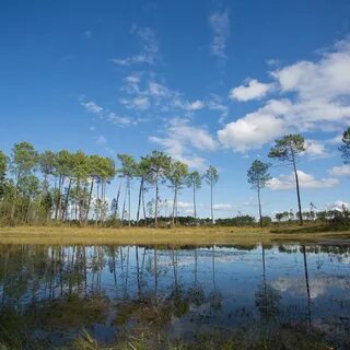 Des landes