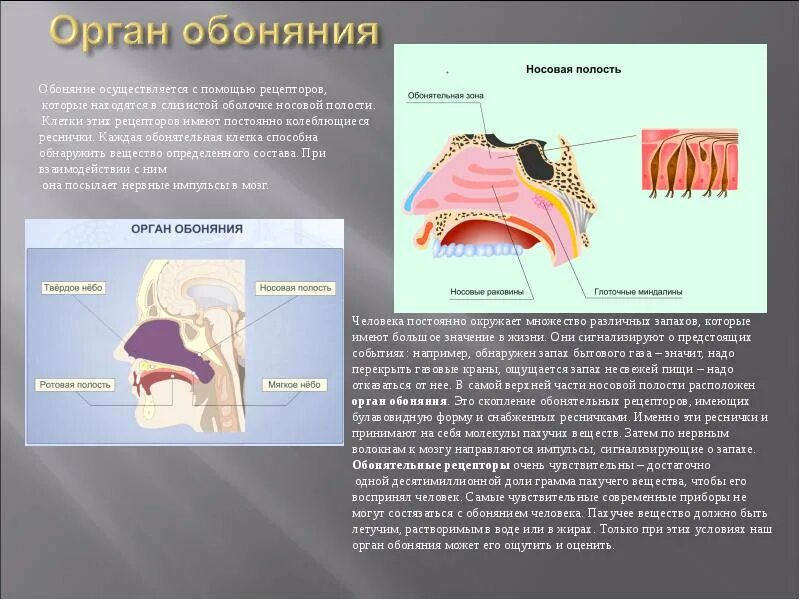 Обоняние вкус презентация. Строение анализатора обоняния. Расположение рецепторов обонятельного анализатора. Обонятельные рецепторы расположены в слизистой оболочке. Орган обоняния и обонятельный рецепторы человек.