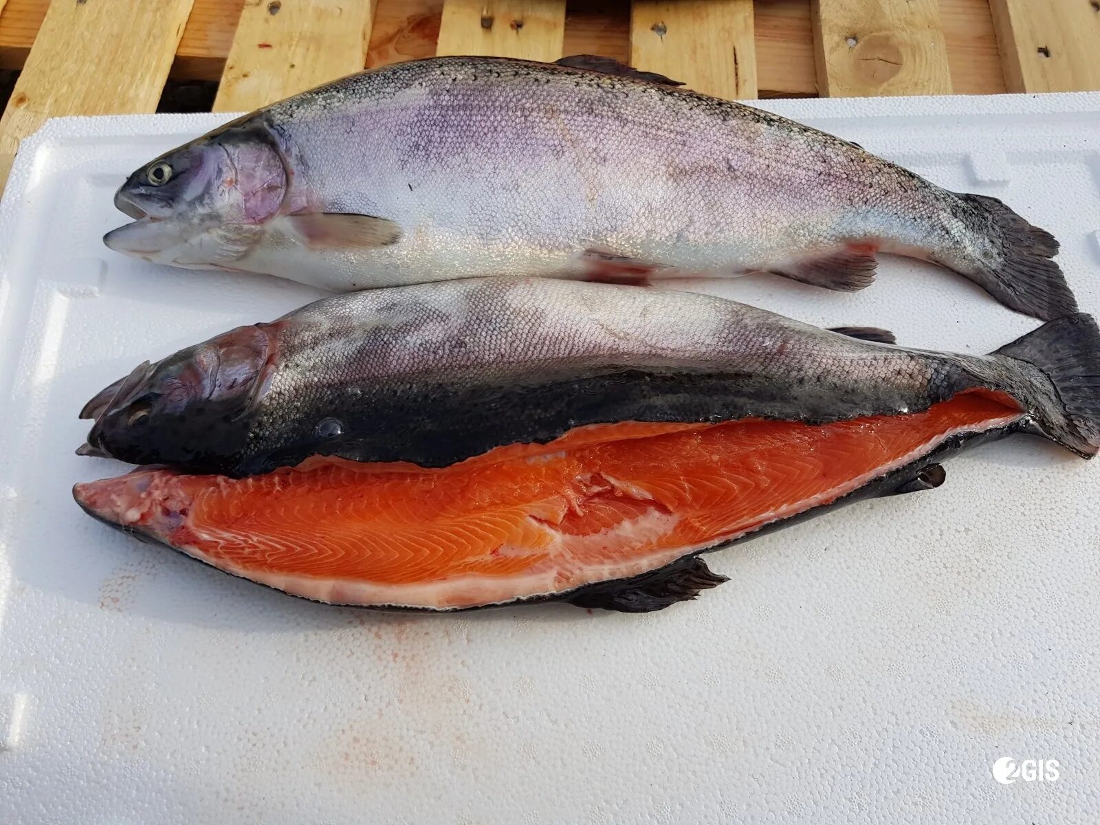 охлаждённая и мороженная форель в Норильске