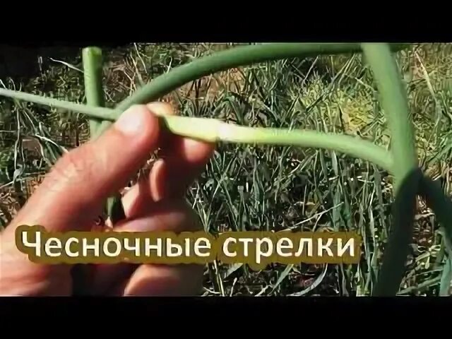 Надо ли обрезать чеснок после уборки
