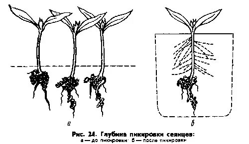 Схема рассады томатов. Пикирование рассады томатов. схема пикировки рассады томата. что такое пикировка рассады помидоров. пикирование сеянцев томата.