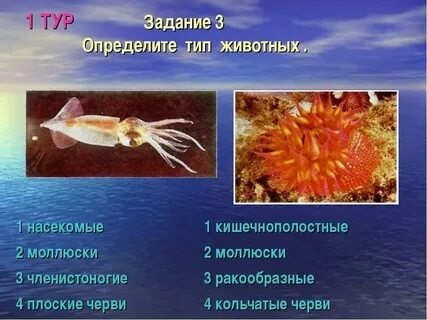 Простейшие кишечнополостные круглые черви моллюски