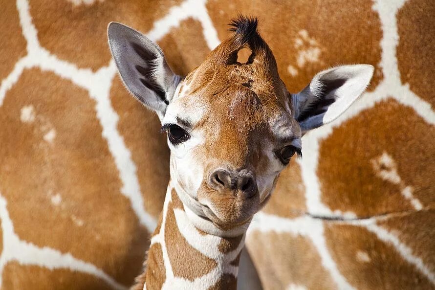 Сколько детенышей жирафа родилось за 2 года. Жираф с детенышем. Маленький Жираф. Маленькие Жирафы. Красивый Жираф.