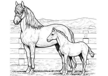 Раскраски Лошади и Пони.